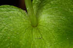 Kidneyleaf grass of Parnassus